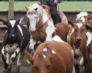 CR Superman Sugar Pep