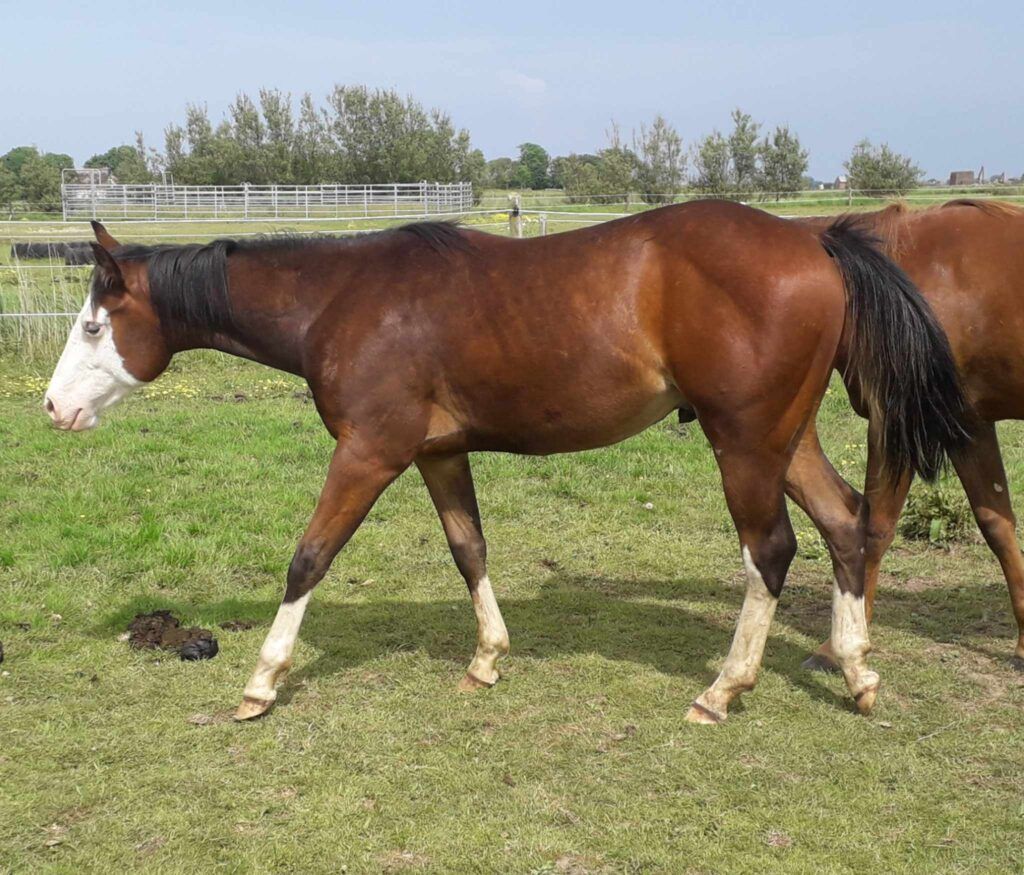 CR Conquistador Cowboy