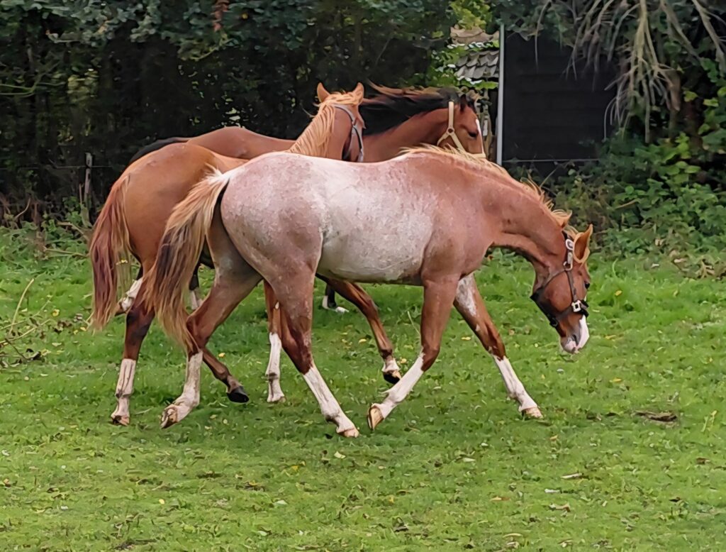 CR Pico Bello by Shiners Voodoo DR