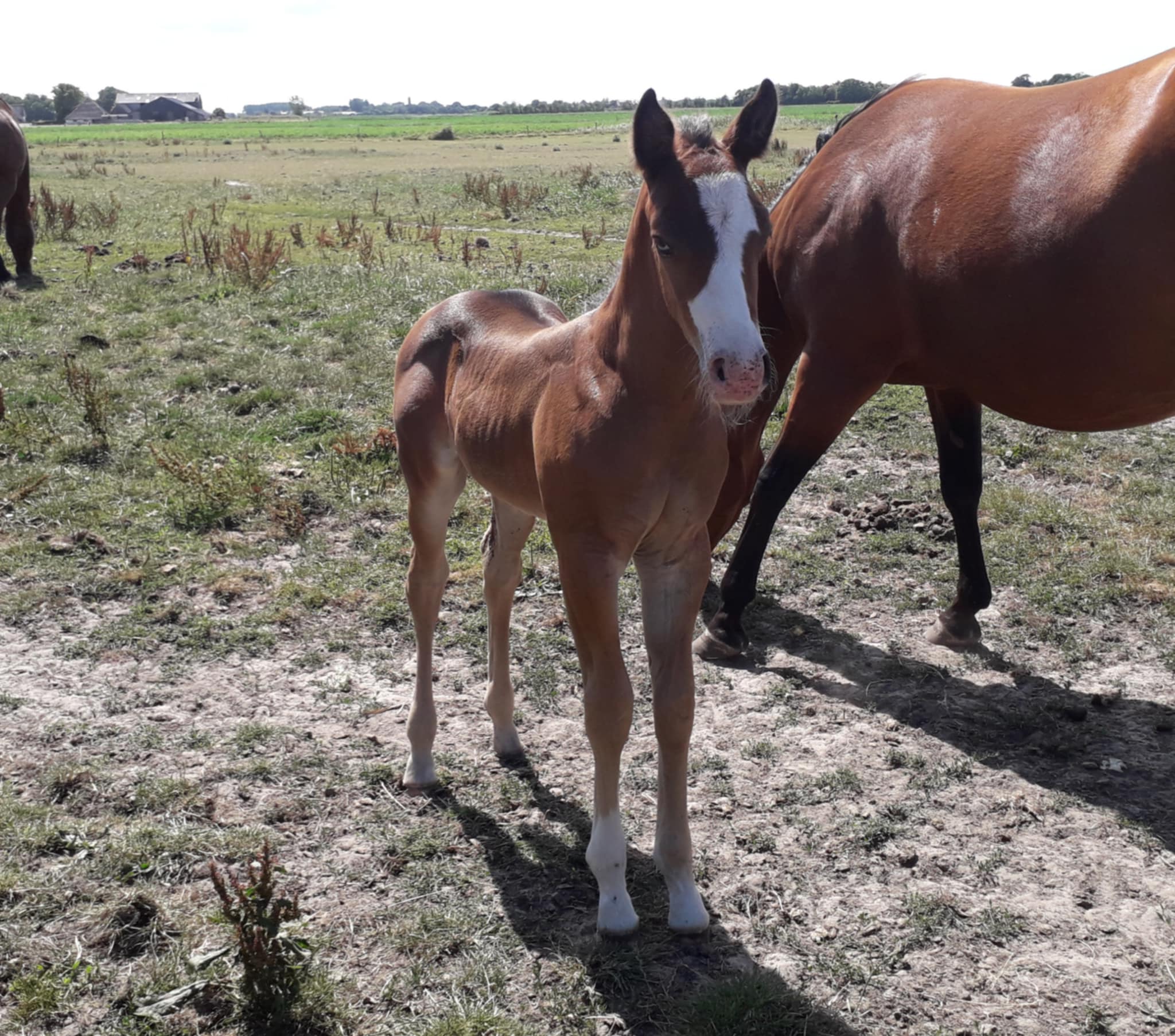 CR Pico Bello by Shiners Voodoo DR