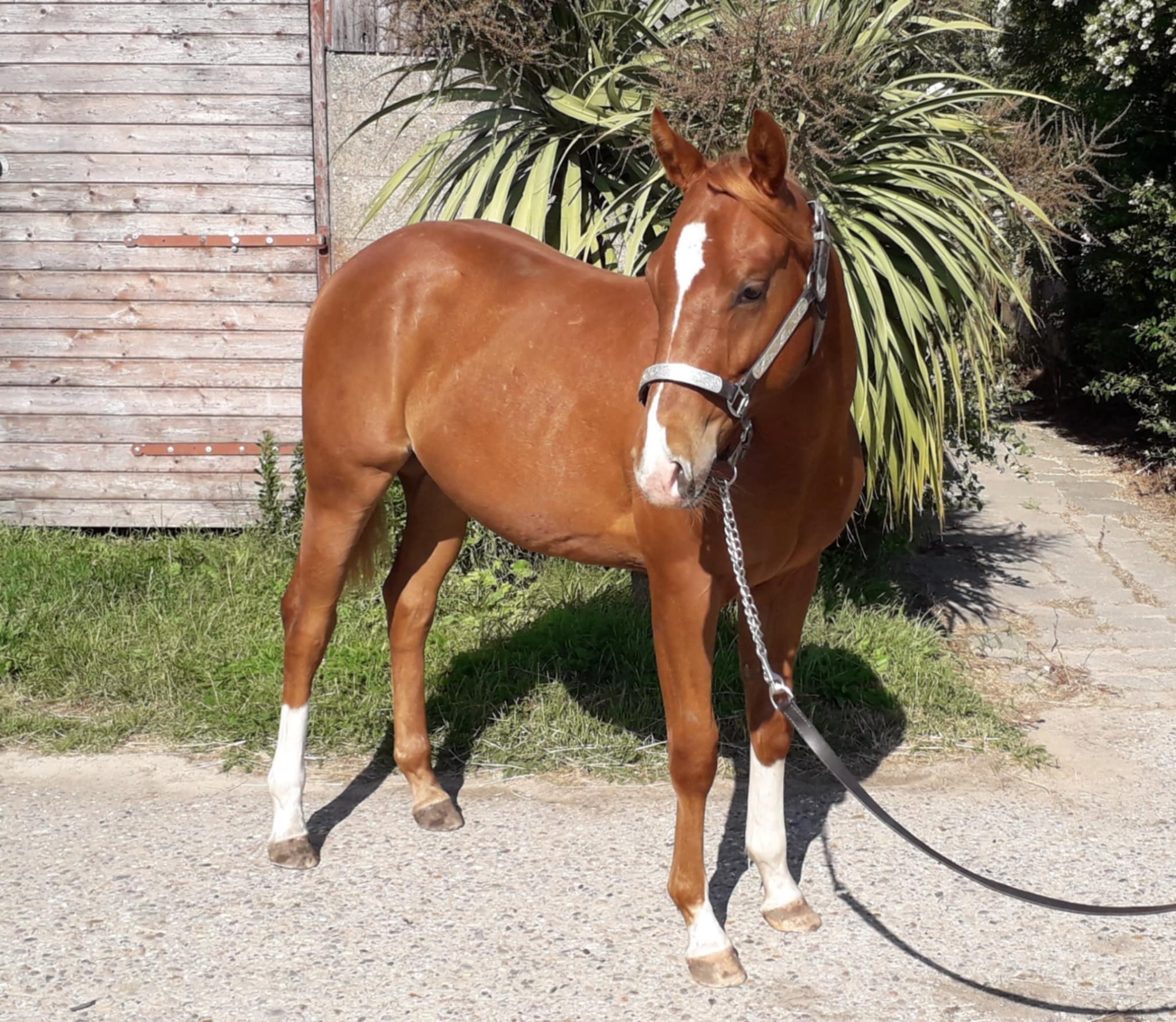 CR Pico Bello by Shiners Voodoo DR