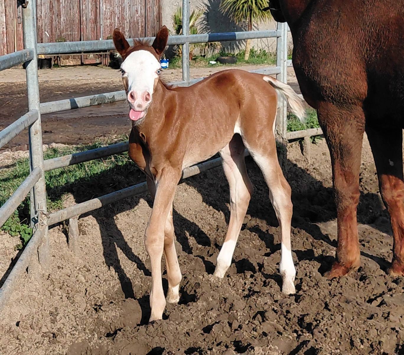 CR Pico Bello by Shiners Voodoo DR